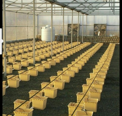 dutch bucket system